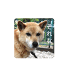 ハムスター大福＆柴犬ハッピー（個別スタンプ：22）
