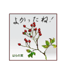 ミチコスタンプ NO8 冬の 木の実（個別スタンプ：2）