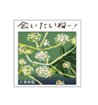 ミチコスタンプ NO8 冬の 木の実（個別スタンプ：15）