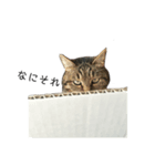 のんべんだらりねこ（個別スタンプ：6）