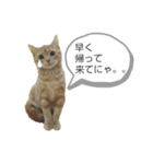 こむぎ【日常編①】（個別スタンプ：2）