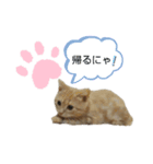 こむぎ【日常編①】（個別スタンプ：7）