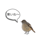 野鳥のつぶやき1（個別スタンプ：8）