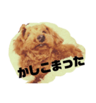 日常のカイたん（個別スタンプ：8）