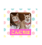 みるたん むぎたんの 応援スタンプ（個別スタンプ：1）