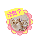 みるたん むぎたんの 応援スタンプ（個別スタンプ：8）