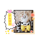 みるたん むぎたんの 応援スタンプ（個別スタンプ：12）