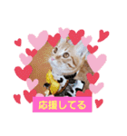 みるたん むぎたんの 応援スタンプ（個別スタンプ：13）