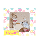 みるたん むぎたんの 応援スタンプ（個別スタンプ：25）