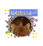 みるたん むぎたんの 応援スタンプ（個別スタンプ：30）