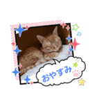 みるたん むぎたんの 応援スタンプ（個別スタンプ：31）