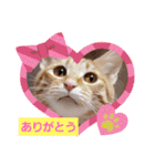 みるたん むぎたんの 応援スタンプ（個別スタンプ：36）