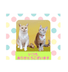 みるたん むぎたんの 応援スタンプ（個別スタンプ：38）