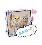 みるたん むぎたんの 応援スタンプ（個別スタンプ：40）
