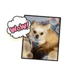 ゆりんかのチワわんこ7（個別スタンプ：1）