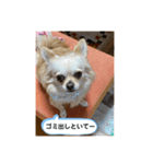 ゆりんかのチワわんこ7（個別スタンプ：4）