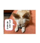 ゆりんかのチワわんこ7（個別スタンプ：6）