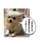 ゆりんかのチワわんこ7（個別スタンプ：7）
