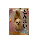 ゆりんかのチワわんこ7（個別スタンプ：8）