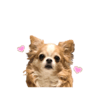 LOVE わん♡（個別スタンプ：7）