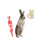 ミニウサギのしらすちゃん（個別スタンプ：2）