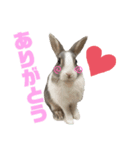 ミニウサギのしらすちゃん（個別スタンプ：4）