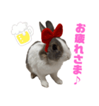 ミニウサギのしらすちゃん（個別スタンプ：5）