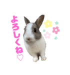 ミニウサギのしらすちゃん（個別スタンプ：8）