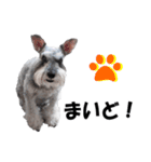 シュナスタ大阪弁ver.（個別スタンプ：1）