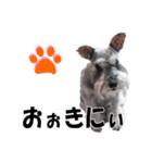 シュナスタ大阪弁ver.（個別スタンプ：5）