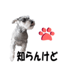 シュナスタ大阪弁ver.（個別スタンプ：7）