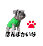 シュナスタ大阪弁ver.（個別スタンプ：10）