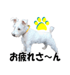 シュナスタ大阪弁ver.（個別スタンプ：17）