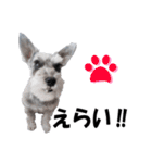 シュナスタ大阪弁ver.（個別スタンプ：21）
