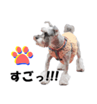 シュナスタ大阪弁ver.（個別スタンプ：26）