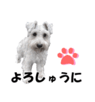 シュナスタ大阪弁ver.（個別スタンプ：28）