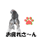 シュナスタ大阪弁ver.（個別スタンプ：29）