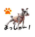 シュナスタ大阪弁ver.（個別スタンプ：30）