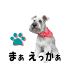 シュナスタ大阪弁ver.（個別スタンプ：31）