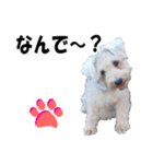 シュナスタ大阪弁ver.（個別スタンプ：33）