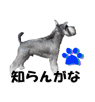 シュナスタ大阪弁ver.（個別スタンプ：37）