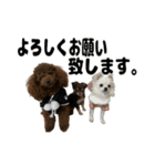 ヌノペッツ（個別スタンプ：1）