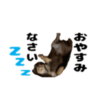 ヌノペッツ（個別スタンプ：2）