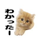 ヌノペッツ（個別スタンプ：3）