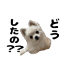ヌノペッツ（個別スタンプ：4）