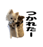 ヌノペッツ（個別スタンプ：5）