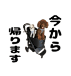 ヌノペッツ（個別スタンプ：6）