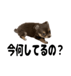 ヌノペッツ（個別スタンプ：11）