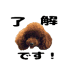 ヌノペッツ（個別スタンプ：12）