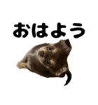 ヌノペッツ（個別スタンプ：13）